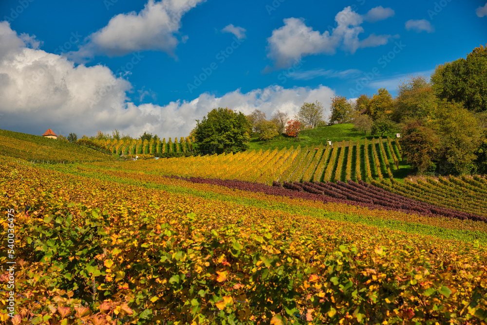 Herbstliche Weinberge in Gengenbach im Schwarzwald