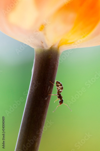 Fotografia Fourmi descendant sur la tige d'une tulipe