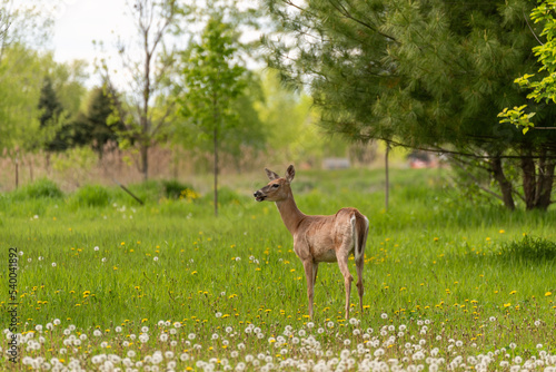 Fototapeta Naklejka Na Ścianę i Meble -  Deer In the Meadow In spring