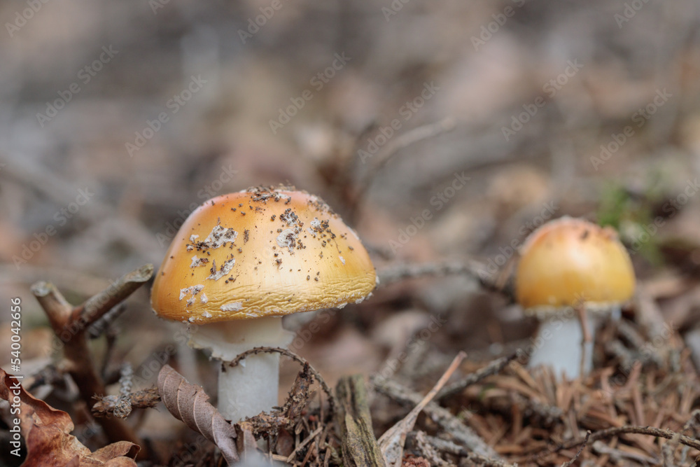 Golden orange variation of a fly agaric (Amanita muscaria). Golden orange variation of a fly agaric (Amanita muscaria).