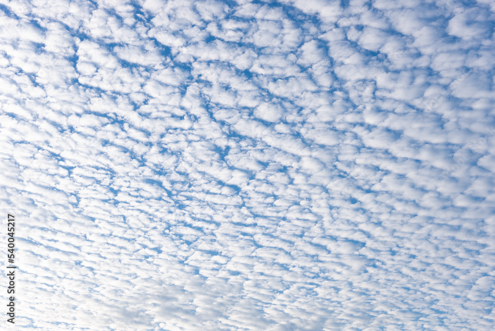 Fototapeta premium 秋のうろこ雲