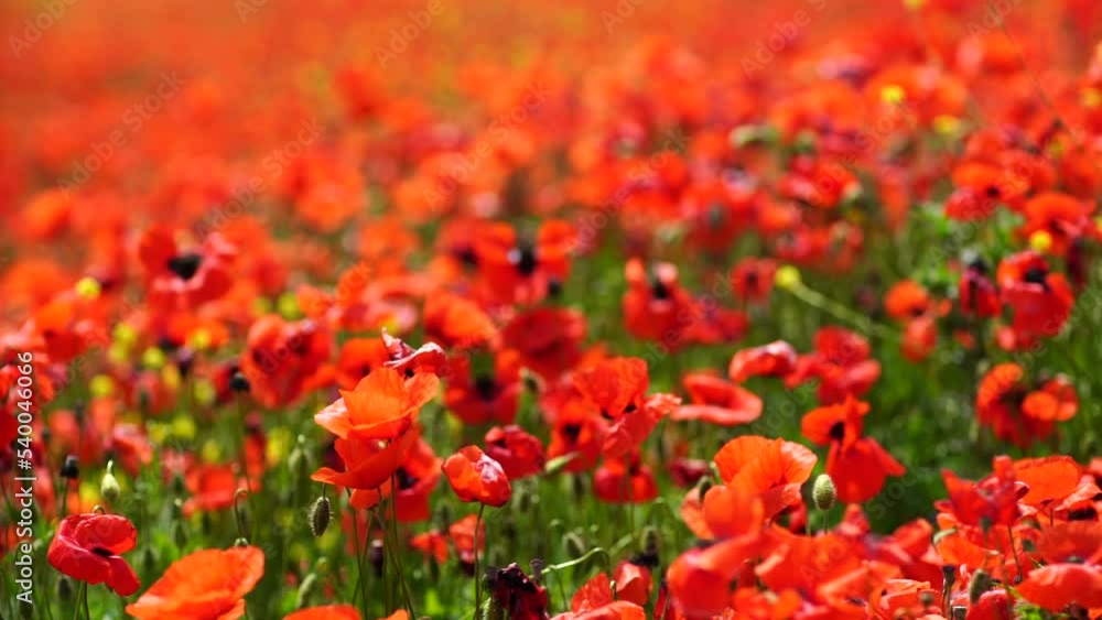 Slow motion. Field of wild poppies, beautiful summer rural landscape. Fresh green meadow with bright red flowers, sunny day. Slow motion. Field of wild poppies, beautiful summer rural landscape. Fresh green meadow with bright red flowers, sunny day.
