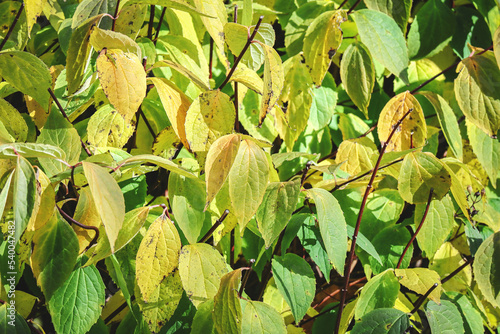 Eucommia tree autumn leaves in detail backdrop on sunny day in bright light photo