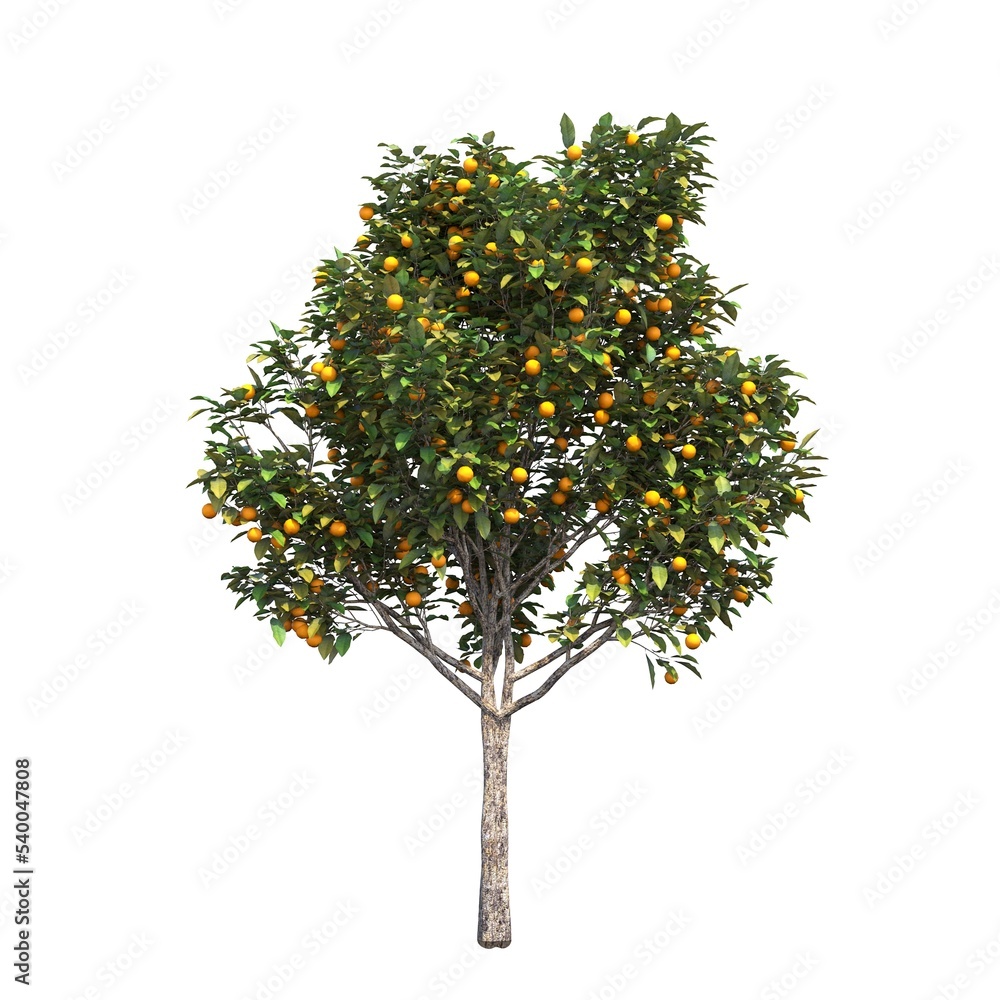 deciduous tree, isolated on white background, 3D illustration, cg render deciduous tree, isolated on white background, 3D illustration, cg render
