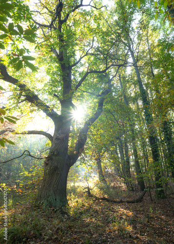 Fototapeta Naklejka Na Ścianę i Meble -  Chestnut tree in the forest backlit