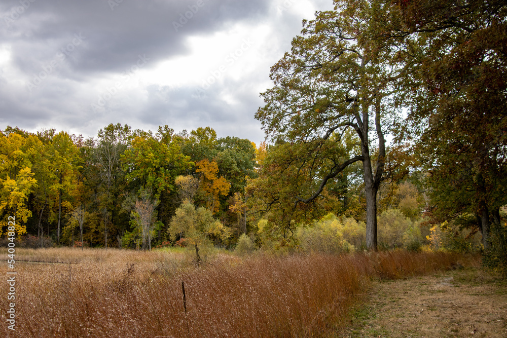 Fototapeta premium autumn landscape with trees
