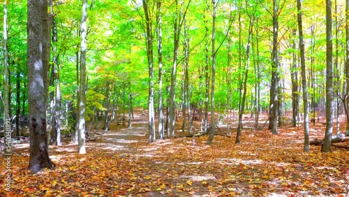 Autumn forest in Ontario photo