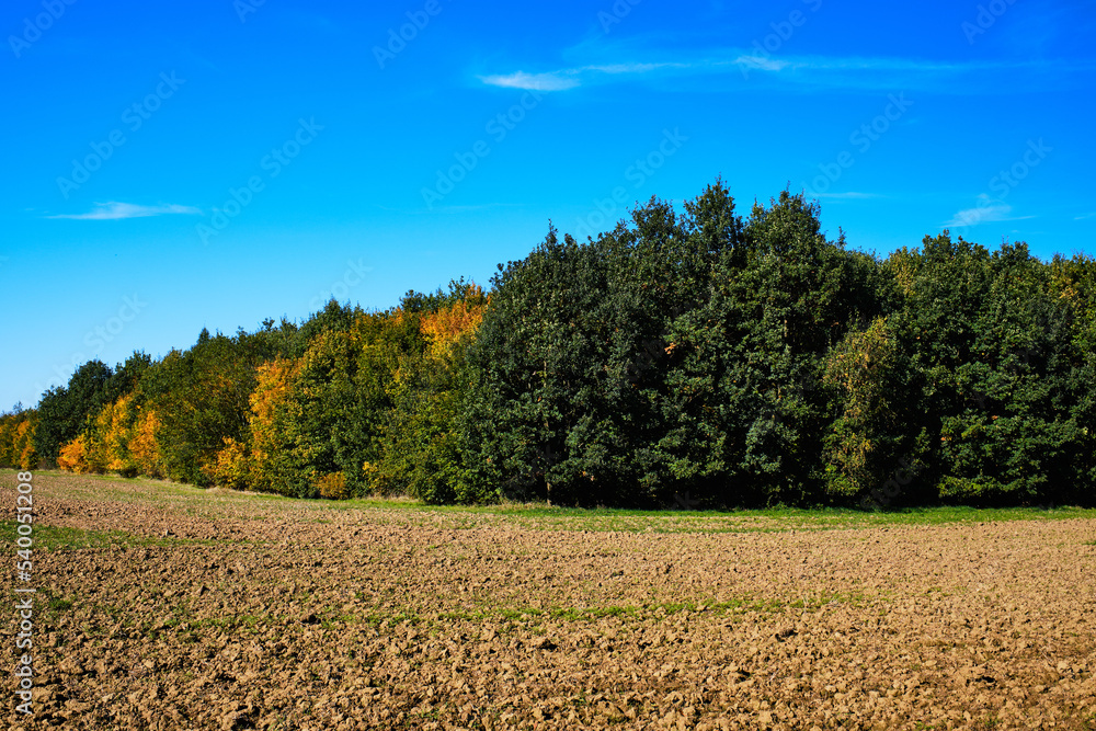Field and trees in Autumn