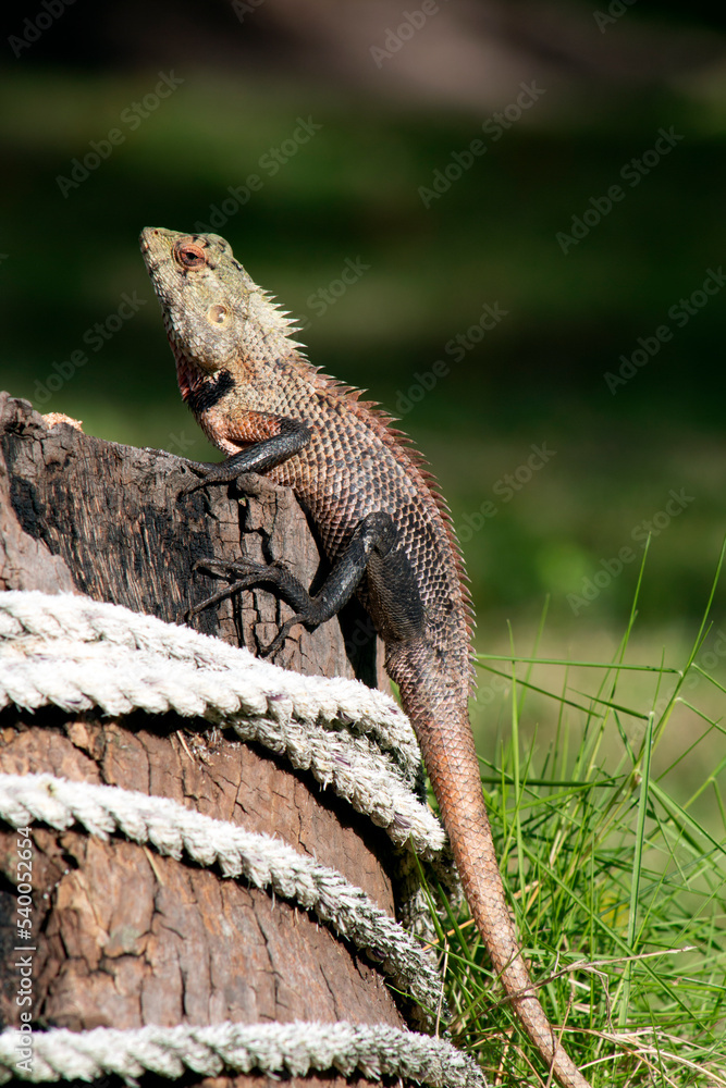 The amazing world of reptiles . Female agama basks in the sun The amazing world of reptiles . Female agama basks in the sun