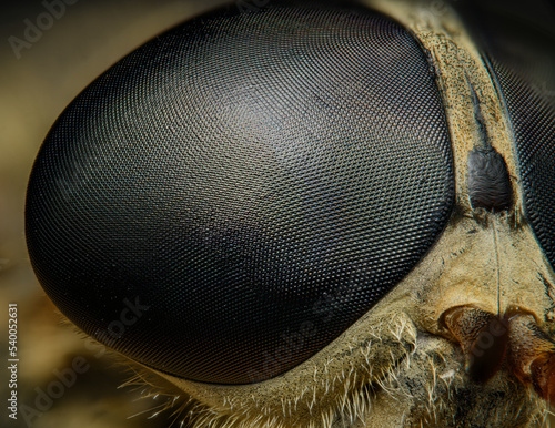 Bild auf Leinwand horse fly eye in high magnification macro