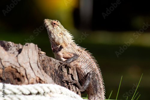 The amazing world of reptiles . Female agama basks in the sun