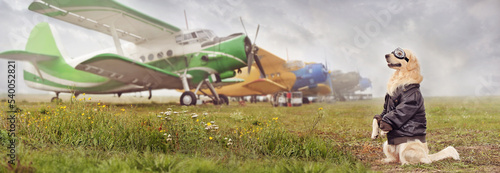 Wide wallpaper with golden retriever sitting on hind legs against various airplanes photo