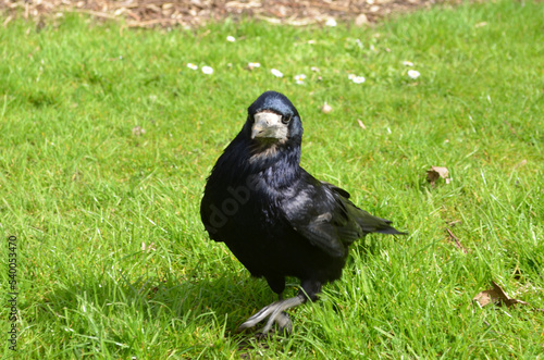 Black Crow Standing in a Bunch of Grass