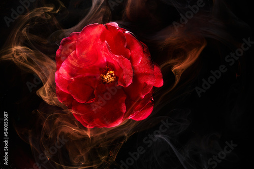 Abstract red background with flowers and contrasting colors in water. Backdrop for perfume  cosmetic products