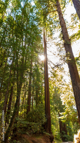 Fototapeta Naklejka Na Ścianę i Meble -  Redwoods at Henry Cowell Redwoods State Park. Felton, Santa Cruz Mountains, California, USA