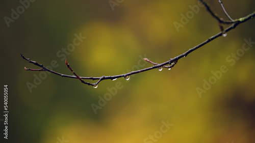 Branches in rainforest covered with water drops. Fresh rain drops on the branches. Tree branch with water drop after rain. Scenic seasonal background.