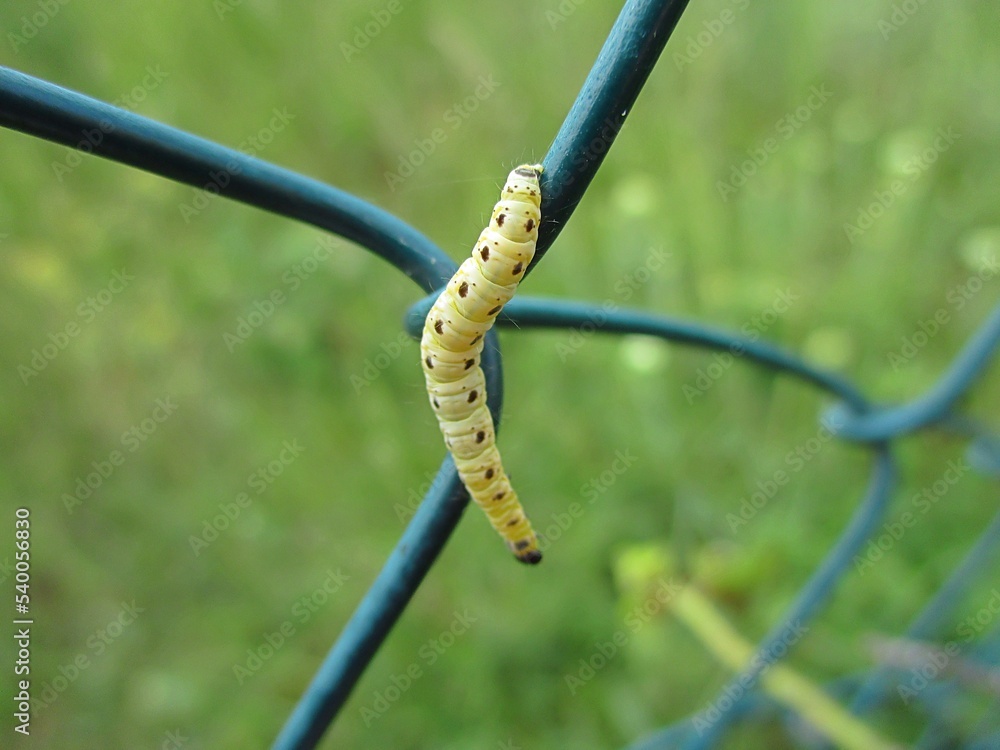 Chenille solitaire d'Hyponomeute du faux-merisier (Yponomeuta mahalebella). Gros plan en extérieur. Chenille solitaire d'Hyponomeute du faux-merisier (Yponomeuta mahalebella). Gros plan en extérieur.