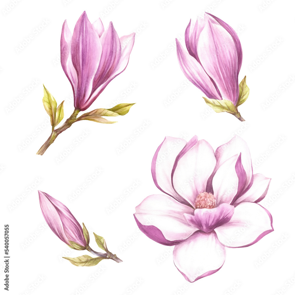 Set of buds and flowers of magnolia. Hand draw watercolor illustration. Set of buds and flowers of magnolia. Hand draw watercolor illustration.