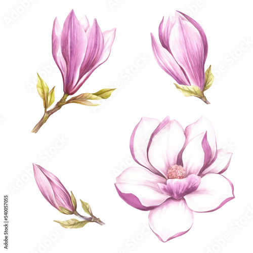 Set of buds and flowers of magnolia. Hand draw watercolor illustration. © adelveys