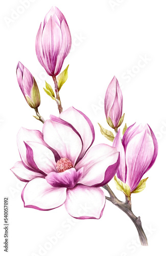 Image of blooming magnolia branch. Watercolor illustration. © adelveys