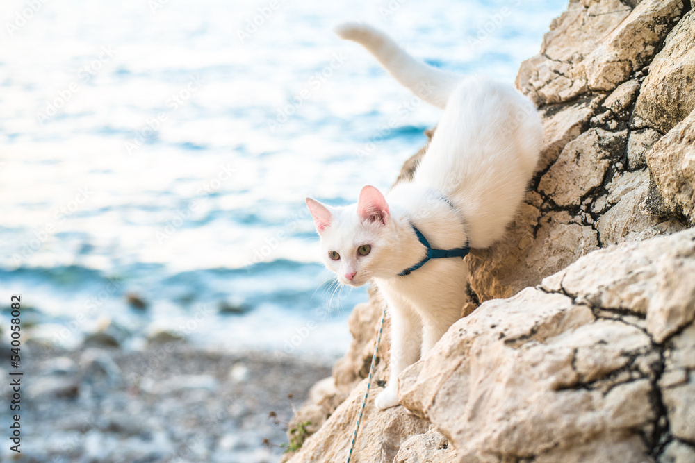 Fototapeta premium a beautiful completely white young cat in a harness walks, sits on a rocky beach with the sea in the background