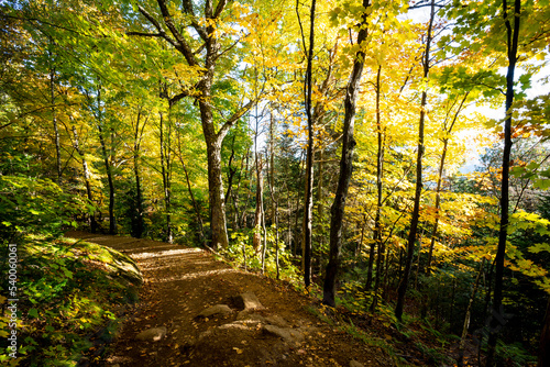 Beautiful forest with colorful autumn leaves in national park