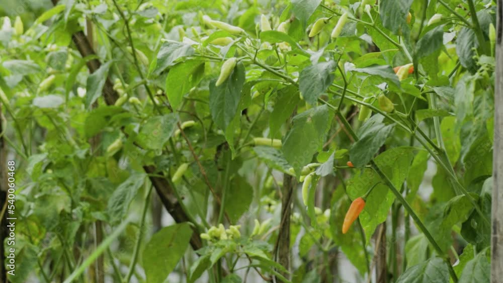 Chilli plants that have matured and are bearing fruit are planted in the fields with a semi-traditional system Chilli plants that have matured and are bearing fruit are planted in the fields with a semi-traditional system