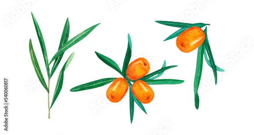 Hand drawn watercolor set of sea-buckthorn. Forest buckthorn on white background. Perfect for invitation, greeting cards and other design. Wild berries branches. © Arsenova