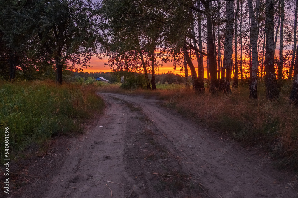 sunset in the woods