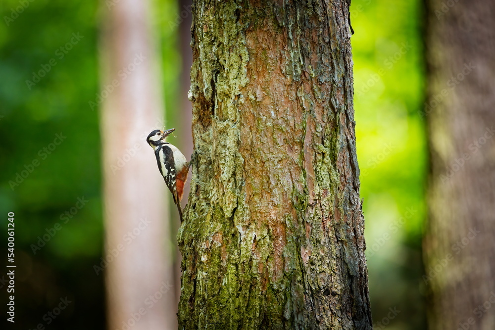 Dendrocopos major. Wild nature of the Czech Republic. Evening photography. Free nature. Beautiful picture. Photos of nature. A stunning male Great spotted Woodpecker, Dendrocopos major, perching on th