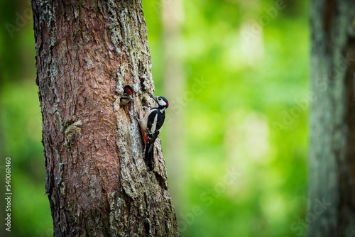 Dendrocopos major. Wild nature of the Czech Republic. Evening photography. Free nature. Beautiful picture. Photos of nature. A stunning male Great spotted Woodpecker, Dendrocopos major, perching on th