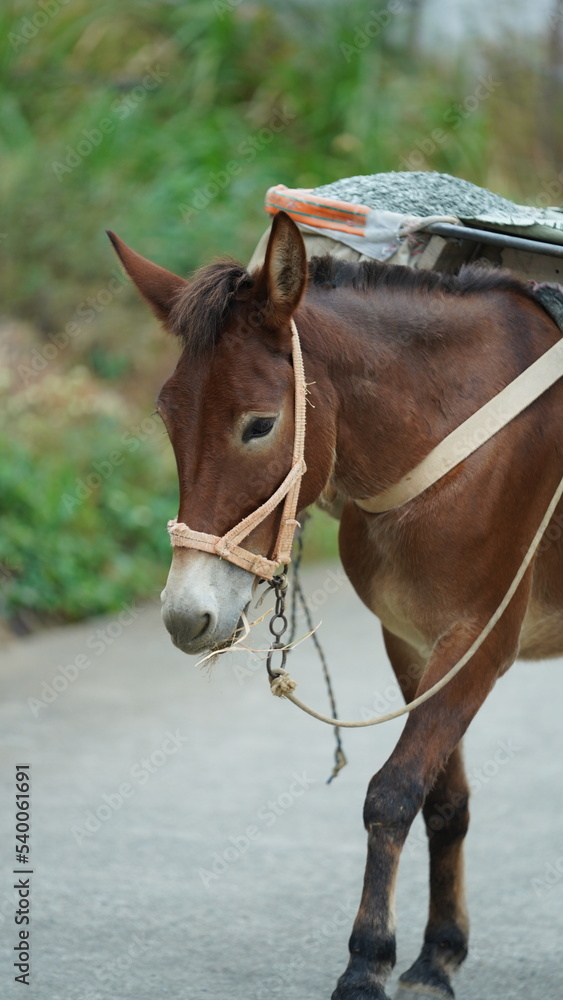 Obraz premium One mule horse carrying on the construction material walking along the road