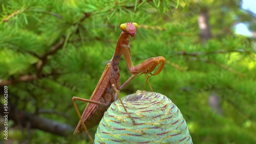 Predator preys on insects. The European mantis (Mantis religiosa) is a large insect in the family of the Mantidae photo