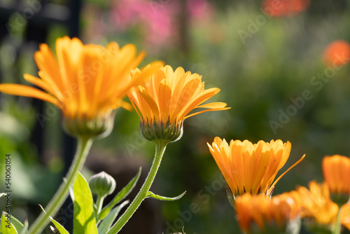 Ringelblumen im abendlichen Gegenlicht