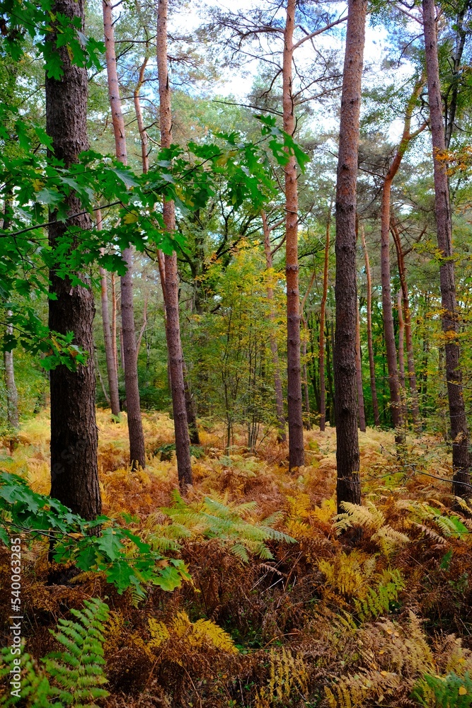 Herbst im deutschen Wald mit vielen bunten Farben Herbst im deutschen Wald mit vielen bunten Farben