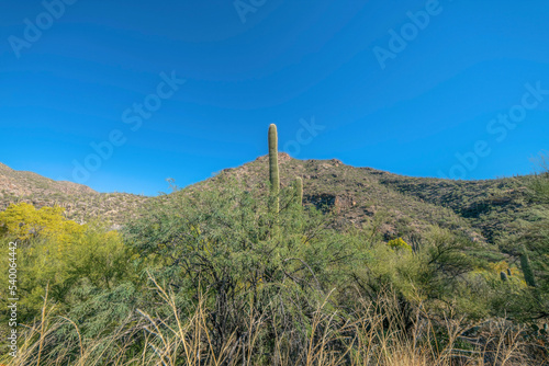 Cactus plants and mountain views at Sabino canyon Arizona national state park