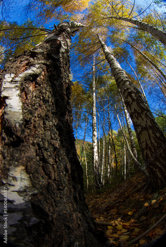 Fototapeta premium autumn mood