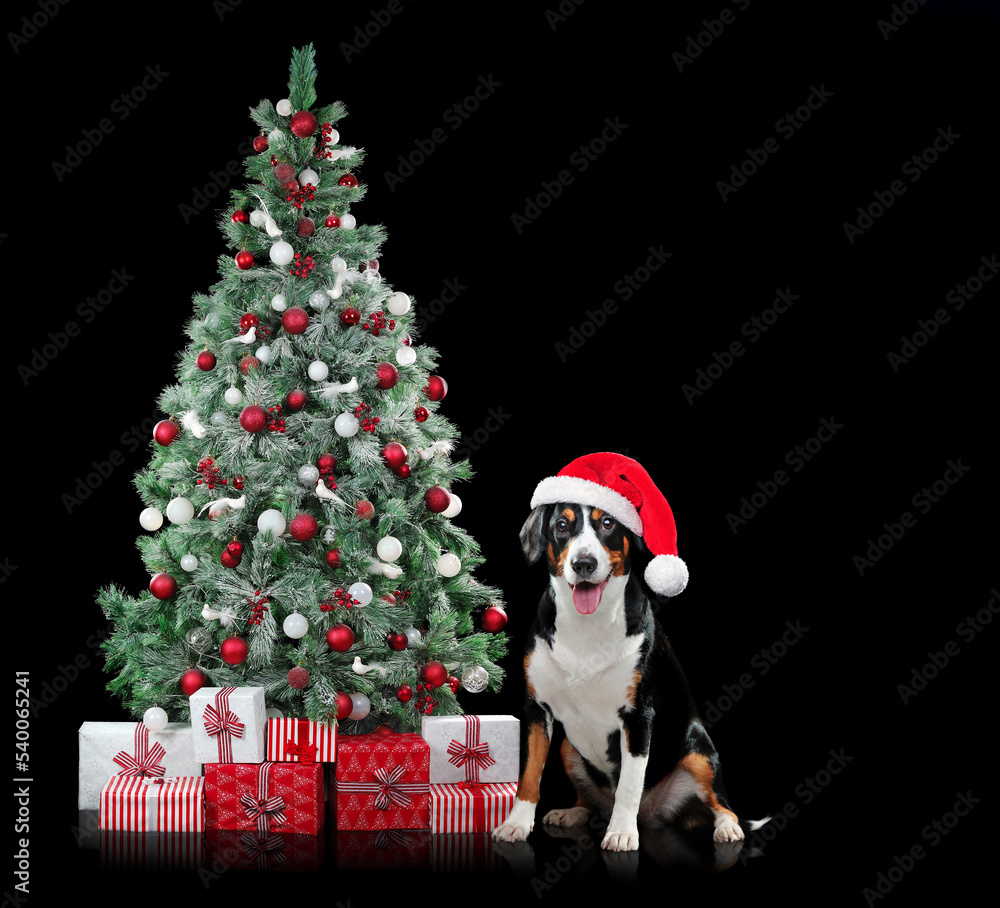 Christmas tree with red and white ornaments isolated on black background