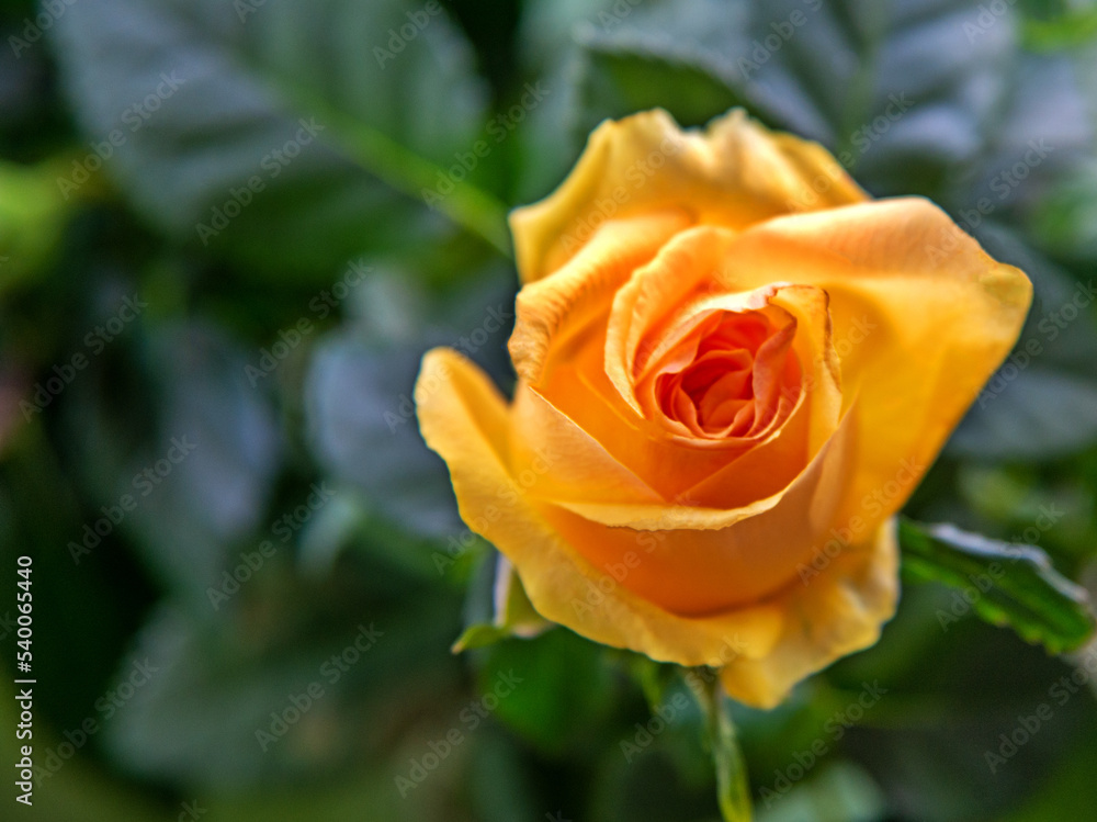 A small potted plant with beautiful yellow flowers and the name Rose, a favorite of the inhabitants of Bielsko-Biała, decoration of the inhabitants of the flowerbed and square in Podlasie, Poland. A small potted plant with beautiful yellow flowers and the name Rose, a favorite of the inhabitants of Bielsko-Biała, decoration of the inhabitants of the flowerbed and square in Podlasie, Poland.
