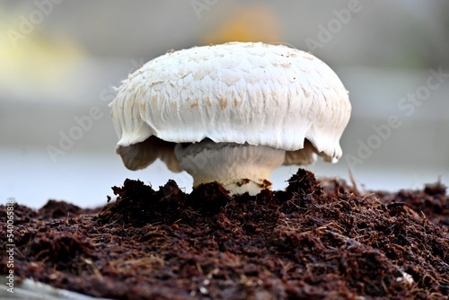 Isolated white basidiomycete mushroom, Agaricus bisporus on a soil photo