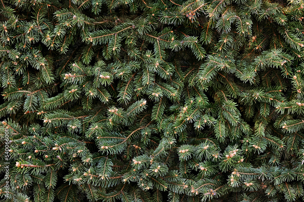 Pattern of fir tree branches tightly framed
