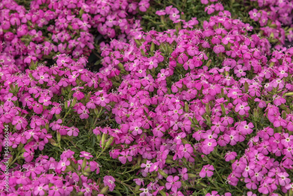 Saponaria officinalis, common soapwort, bouncing-bet, crow soap, wild sweet William, and soapweed Saponaria officinalis, common soapwort, bouncing-bet, crow soap, wild sweet William, and soapweed