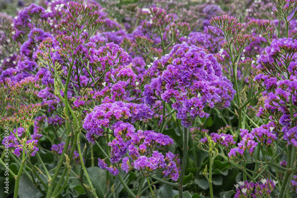 Obraz premium Limonium perezii, Perez's sea lavender, seafoam statice, sea lavender or marsh rosemary