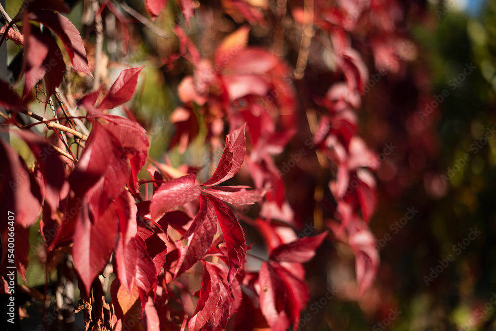 Natural background from red leafs of wild grape,negative space for text,natural background. Natural background from red leafs of wild grape,negative space for text,natural background.