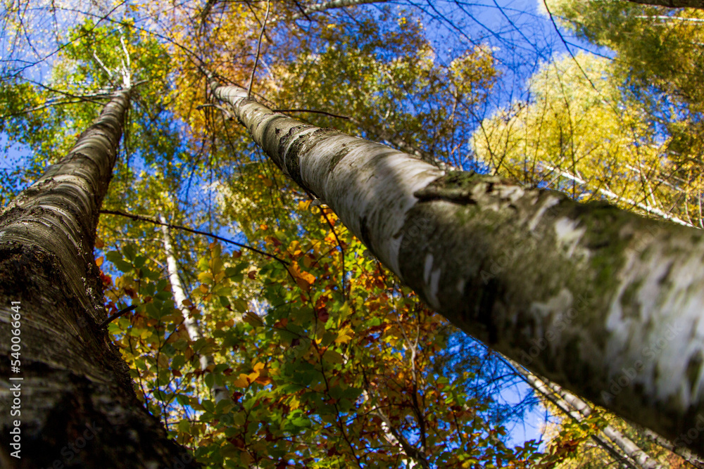 Fototapeta premium In the forest