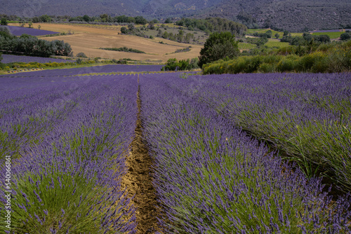 Lavendelfelder Frankreich  photo
