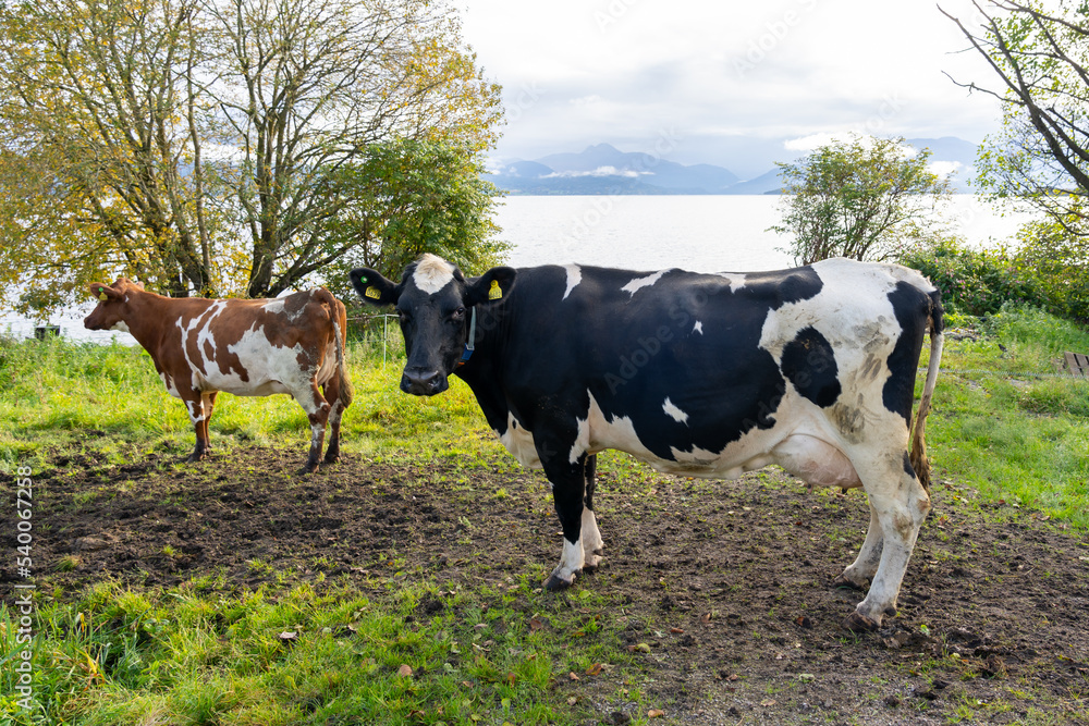 Two dairy cows on a Dairy farm with a lake and mountain in the background in Norway. Dairy cattle (also called dairy cows) are cattle bred for the ability to produce large quantities of milk. 