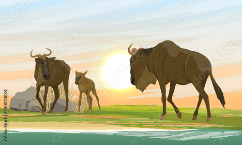 Wildebeest family on the shore of an African lake. Ungulates of Africa at a watering hole. Wild life of Africa. Gnu antelope. Realistic vector landscape