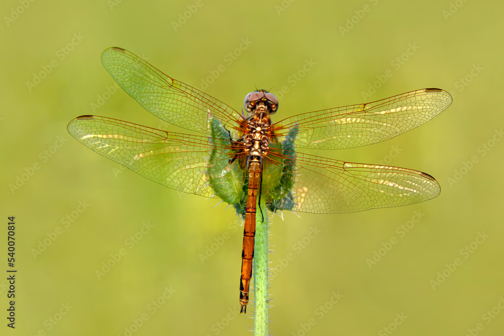Macro shots, Beautiful nature scene dragonfly. Macro shots, Beautiful nature scene dragonfly.