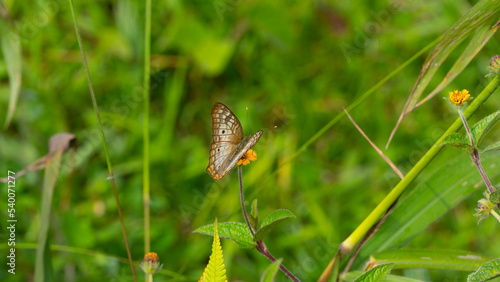 The wandering skipper (Panoquina errans) is a species of butterfly in the family Hesperiidae. It is found in Mexico and the United States. photo